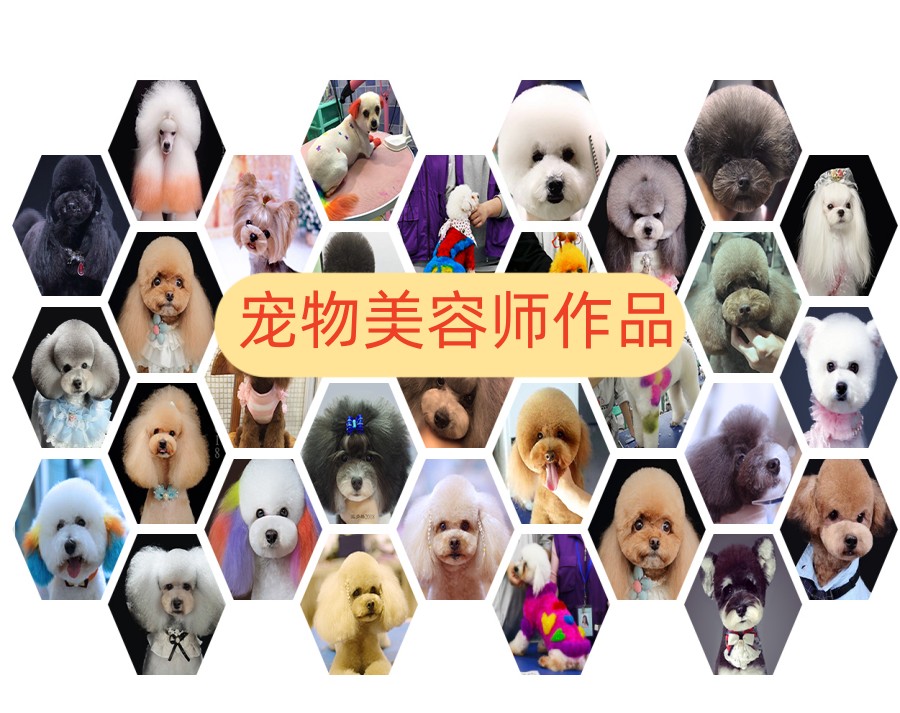 北京排名top5宠物美容技术培训机构名单简介.jpg