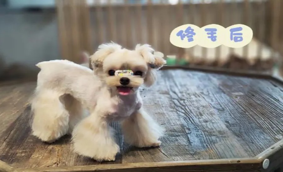 北京宠物美容护理考证五大正规培训机构排名公布.jpg