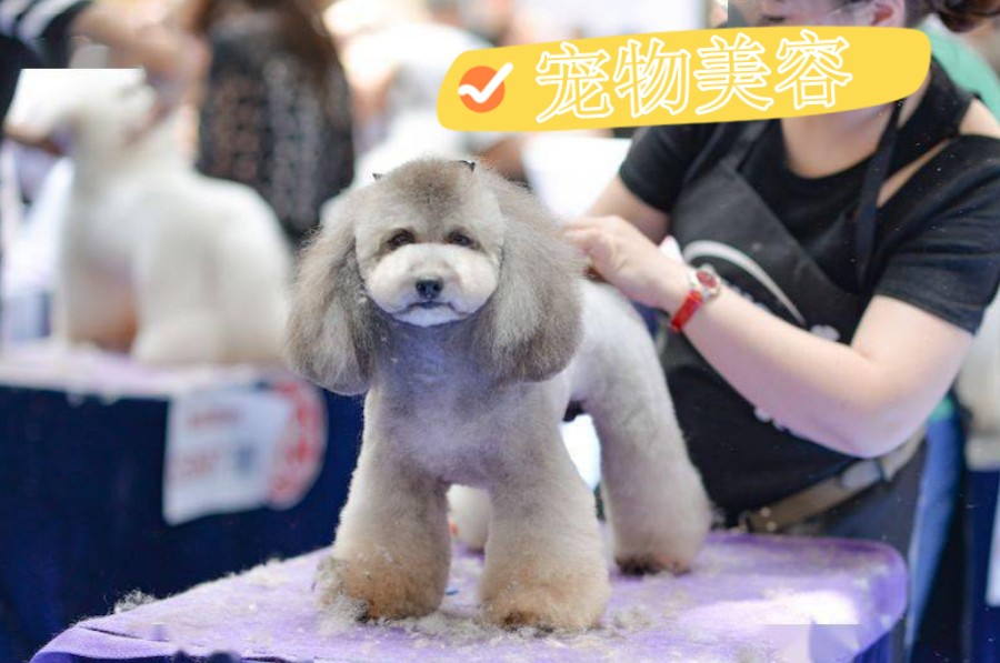 北京排名TOP5宠物美容师技能培训学校名单大全公布.jpg