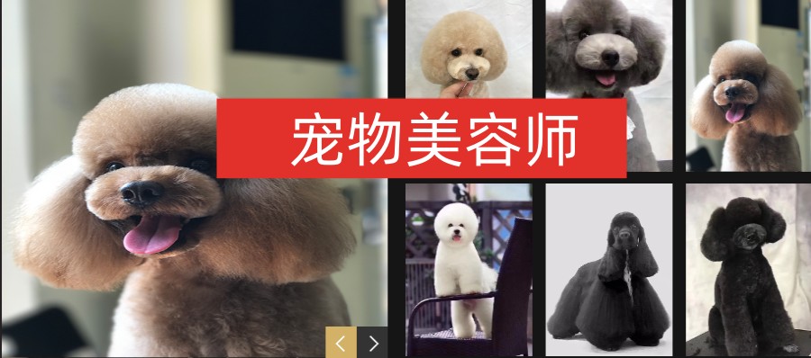 天津宠物美容师培训班3大排行榜更新一览.jpg