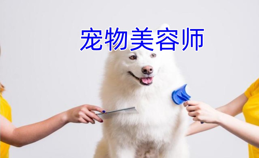 北京五大宠物美容师护理技能培训学校排名汇总一览.jpg
