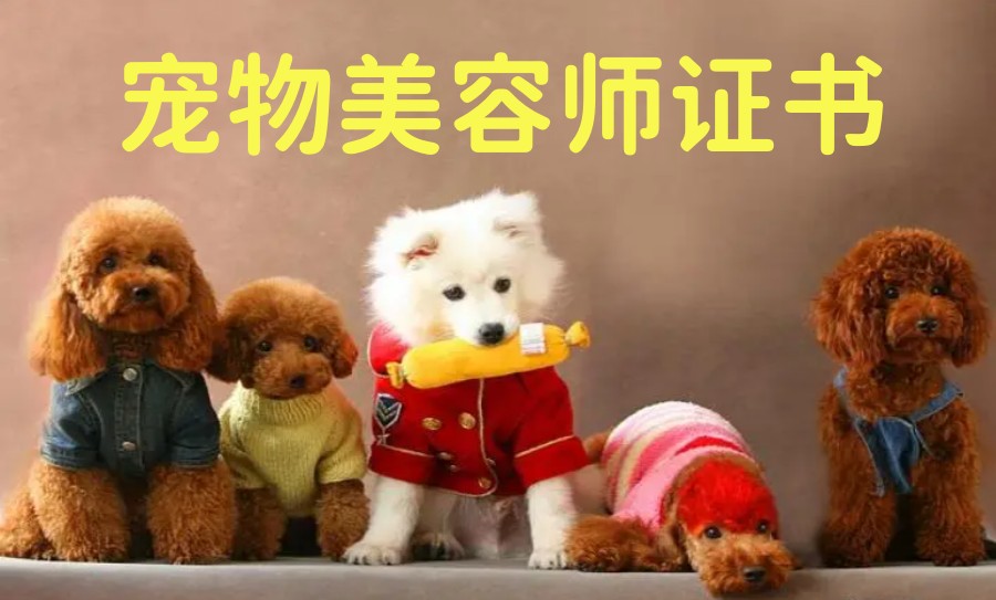 北京宠物美容技术实操教学正规培训学校排名TOP10名单大全.jpg