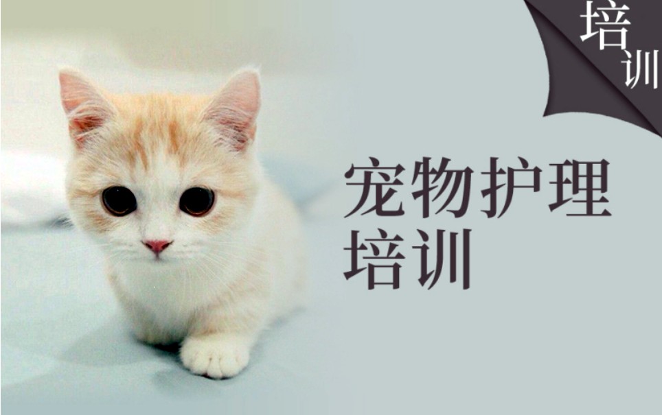 北京实力不错的宠物医生培训学校3大排名汇总.jpg