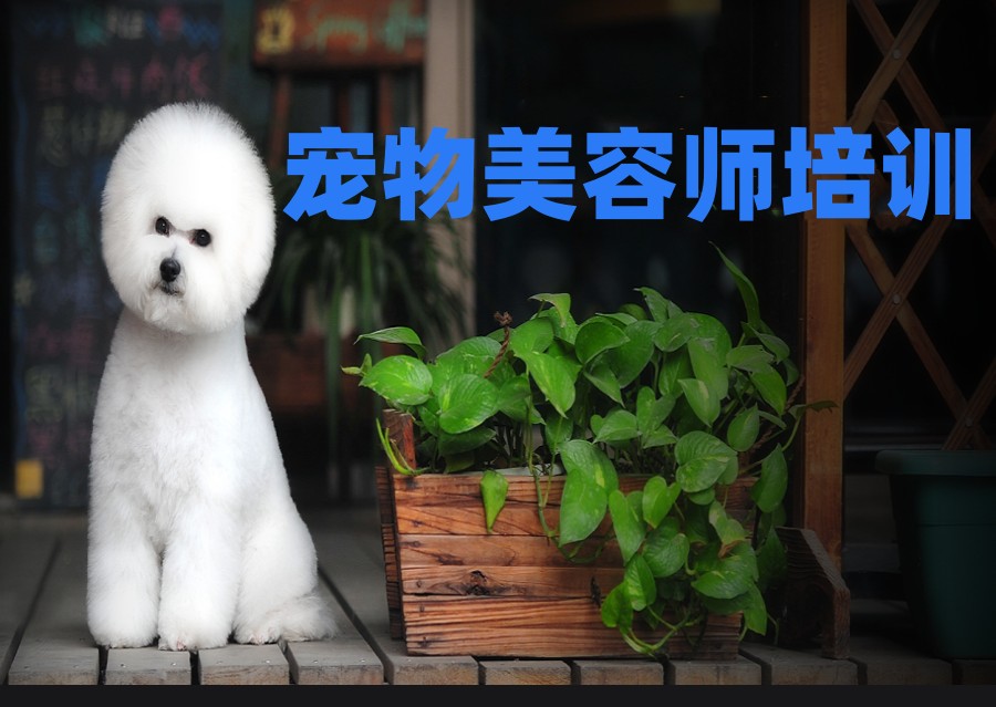 排名前6的天津宠物美容师辅导学习中心名单公布.jpg