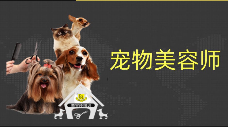 排名前6的天津宠物美容师辅导学习中心名单公布.jpg