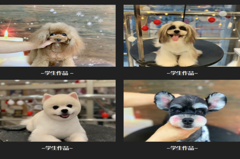排名前6的天津宠物美容师辅导学习中心名单公布.jpg