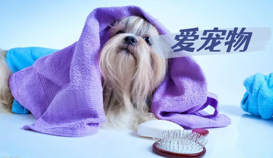 北京宠物美容师专业培训机构TOP5排名名单更新.jpg