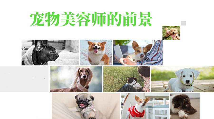 国内十大宠物美容师培训机构排行榜参考.jpg